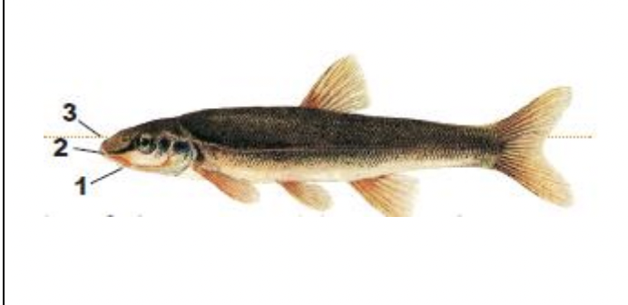 <p>1) thin barbel in corner of mouth</p><p>2) no groove separating snout from upper lift</p><p>3) long, fleshy snout extends beyond the mouth</p>