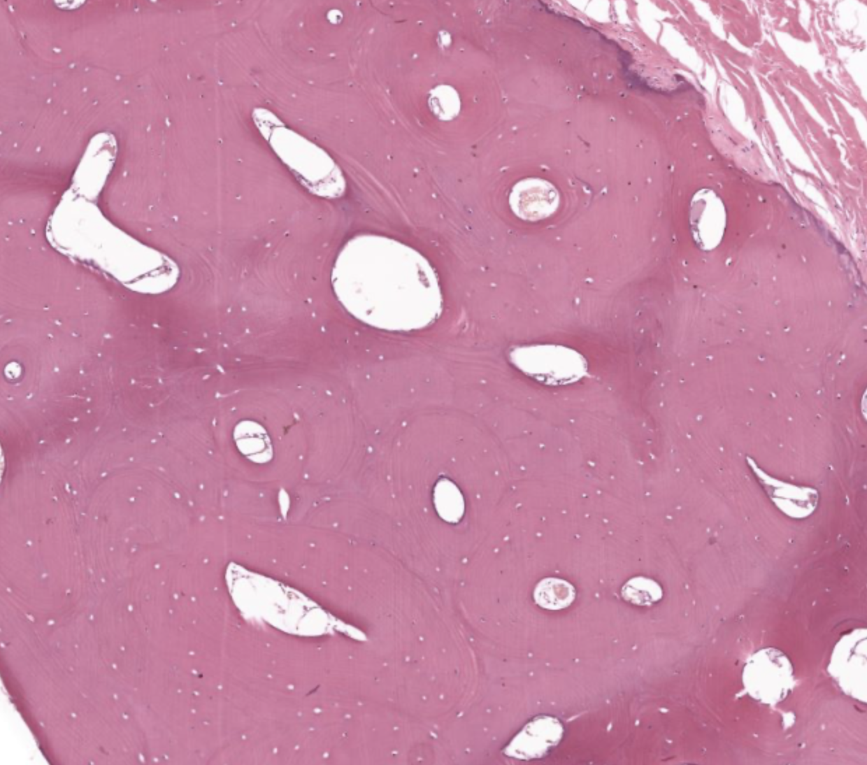 <p>tissue function</p>