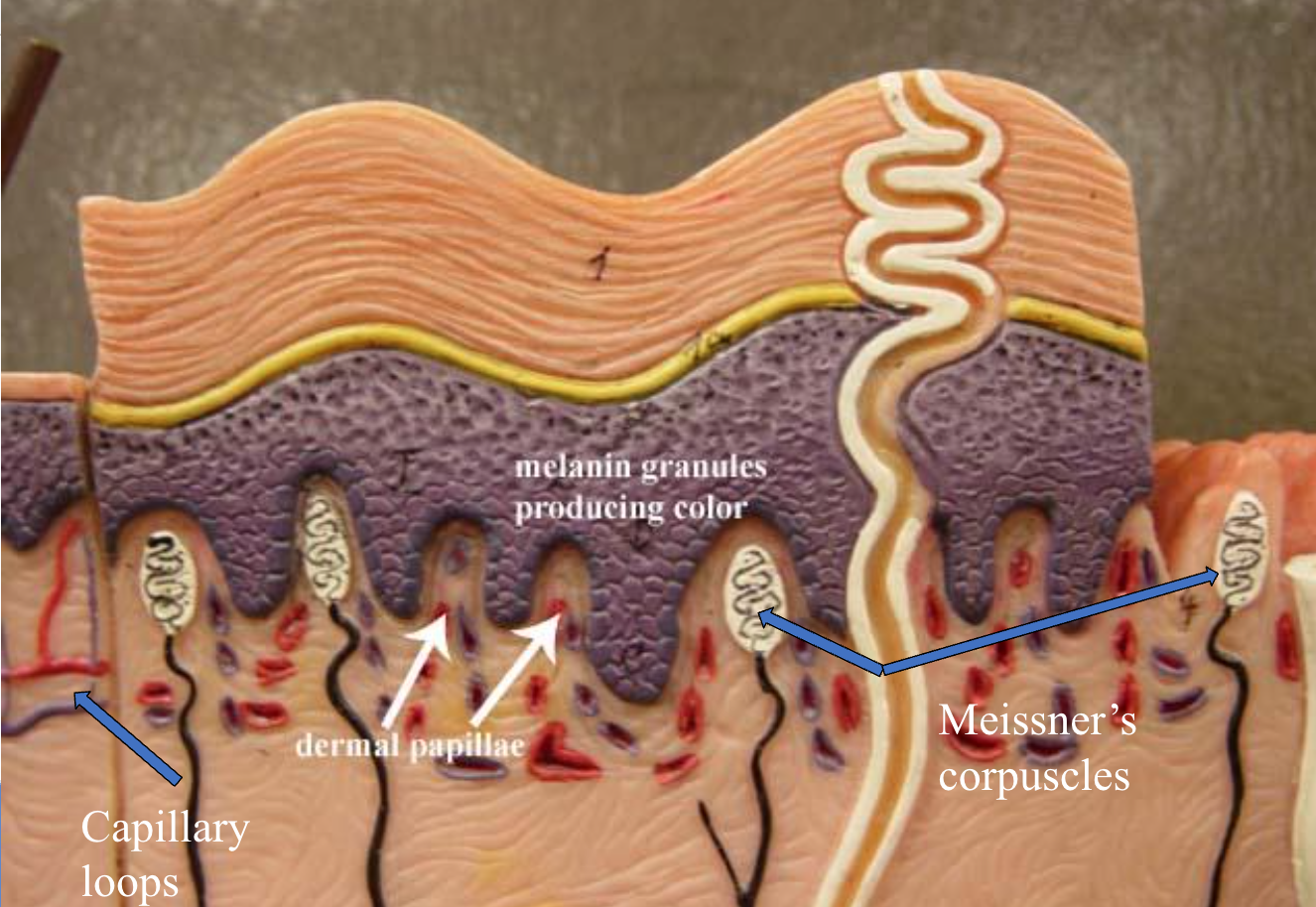 <ul><li><p>Areolar connective tissue</p></li><li><p>Dermal papillae</p></li><li><p>Meisner’s corpuscles</p></li></ul><p></p>