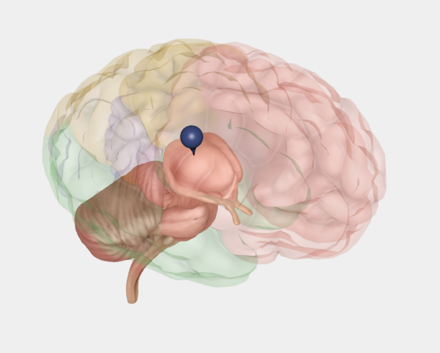 <p>Thalamus i begge hemisfærer sørger for, at sanse- og bevægelsesinformation bliver korrekt behandlet og sendt videre i hjernen. Modtager næsten alle sanseindtryk (undtagen lugt), sorterer og filtrerer informationen, spiller en vigtig rolle i bevidsthed og opmærksomhed, er med til at regulere søvn og vågenhed, bidrager til styring af bevægelse </p>