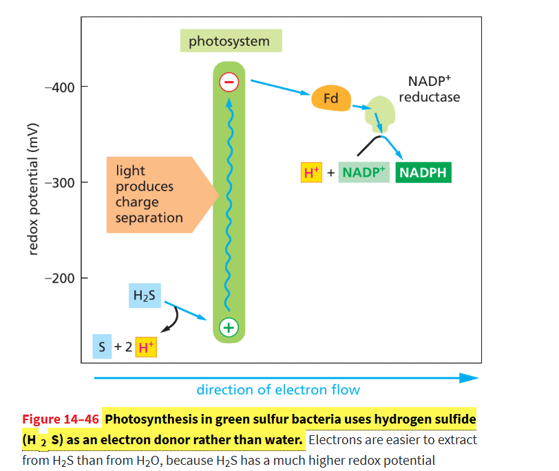 <p>Early bacteria (like green sulfur bacteria) used a single photosystem to transfer electrons from <strong>H₂S to NADPH.</strong></p><ul><li><p>then they likely used H2O instead of H2S as the electron source for photosynthesis</p></li></ul><p></p>