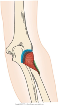 <p>does forearm supination </p><p>ex: using a screwdriver, opening a jar </p>
