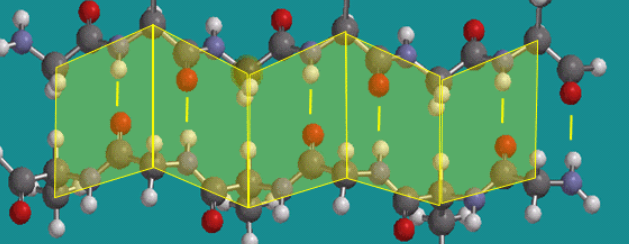 <p>The zig-zag formation of a secondary structure formed by extended polypeptide strands</p>