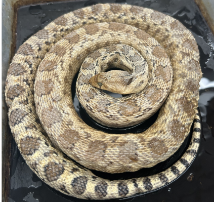 <p>What species is this</p>
