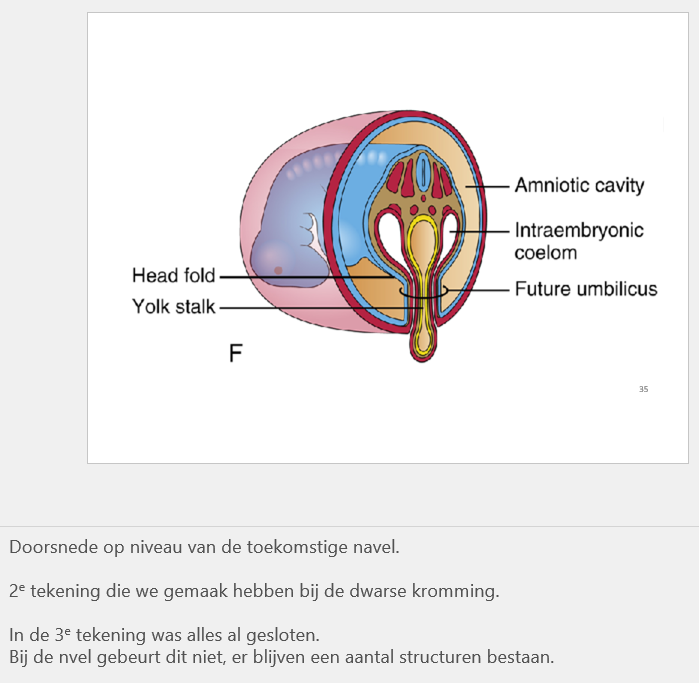 <p><span>Doorsnede op niveau van de toekomstige navel.</span></p>