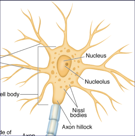 <ul><li><p><strong>Nucleus:</strong> Contains nucleolus (rRNA), cannot divide after birth, directs protein synthesis.</p></li><li><p><strong>Nissl Bodies:</strong> ER and ribosomes near the axon hillock; aid transport of materials down the axon.</p></li><li><p><strong>Cytoskeletal Proteins:</strong> Microtubules, actin, and neurofilaments; provide support, regeneration, and axoplasmic transport.</p></li></ul><p></p>