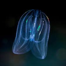 <p>Know what a comb jellyfish looks like</p>