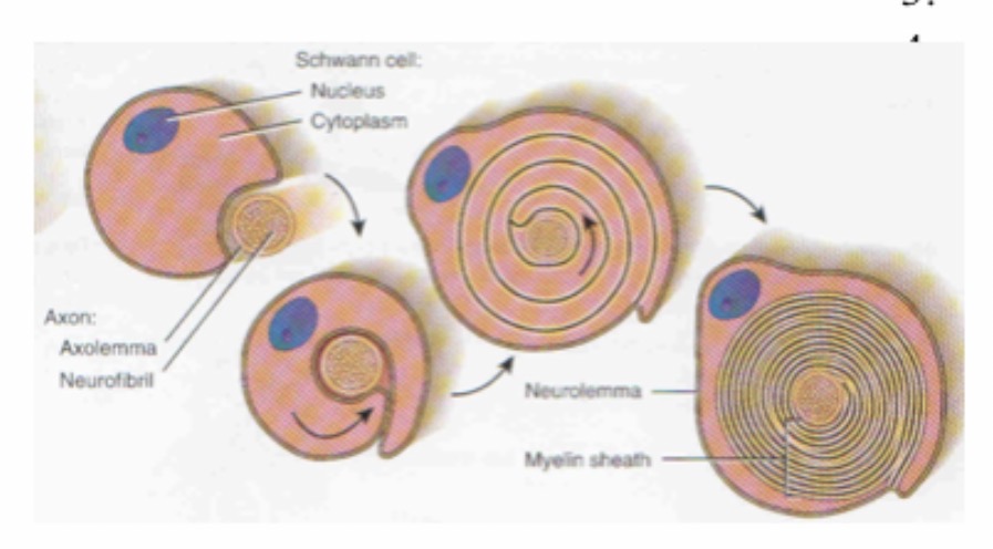 <p>Schwann Cell : Function : Forms the myelin sheath around peripheral nerve fibers and supports nerve regeneration : Neurilemma : Function : Protects the nerve fiber and helps in regeneration of damaged axons.</p>