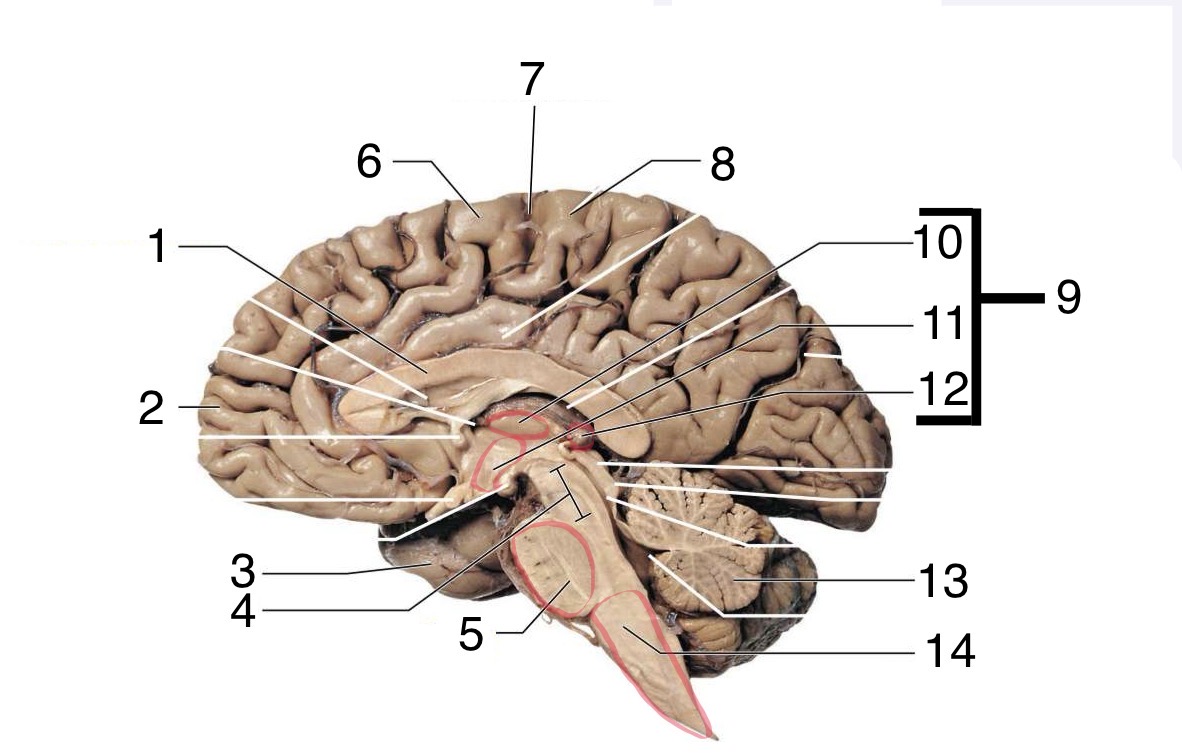<p>Label the lateral anatomy of the Brain (including brain stem)</p>