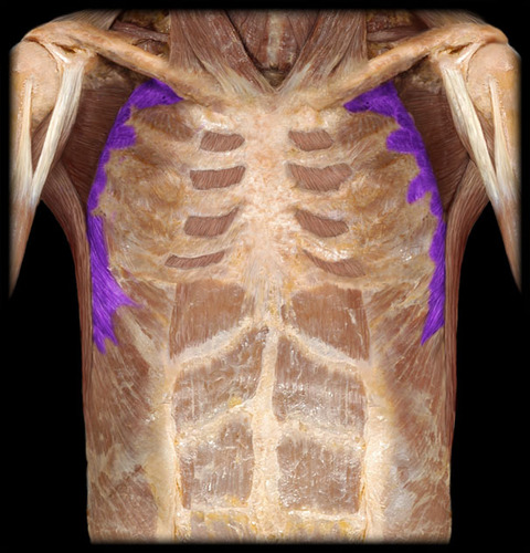 <p>ID muscle</p>