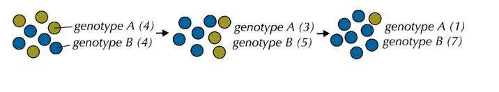 <p>random changes in allele frequencies in a population due to chance events </p><p>[d<span><span>oes not occur as a result of natural selection]</span></span></p>