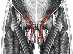 <p>Does the cremaster muscle contract when it's hot or cold?</p>