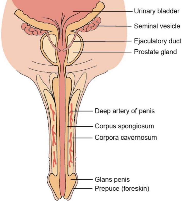 <p>Composed of 3 cylindrical masses of tussue:</p><p>• Two corpora cavernosa situated dorsolaterally</p><p>• Single corpus spongiosum in midventral region, which contains the spongy urethra</p><p>Bound and separated by tunica albuginea</p><p>Buck’s fascia: superficial to tunica albuginea and is a thick, fibrous, loosely applied covering of skin that envelops penis</p>
