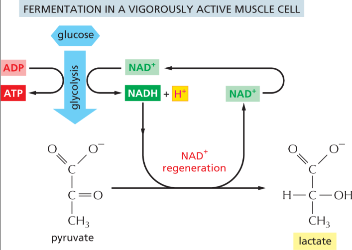 <ul><li><p><strong>Pyruvate + NADH → Lactate </strong>(happens in <u>cytosol</u>)</p></li><li><p><strong>NADH → NAD⁺</strong> (regenerated to keep glycolysis running)</p></li><li><p> Muscle cells during intense exercise</p></li><li><p><strong>Key point:</strong> Produces a small amount of ATP; lactate is excreted or later converted back to pyruvate in the liver</p></li></ul><p></p>