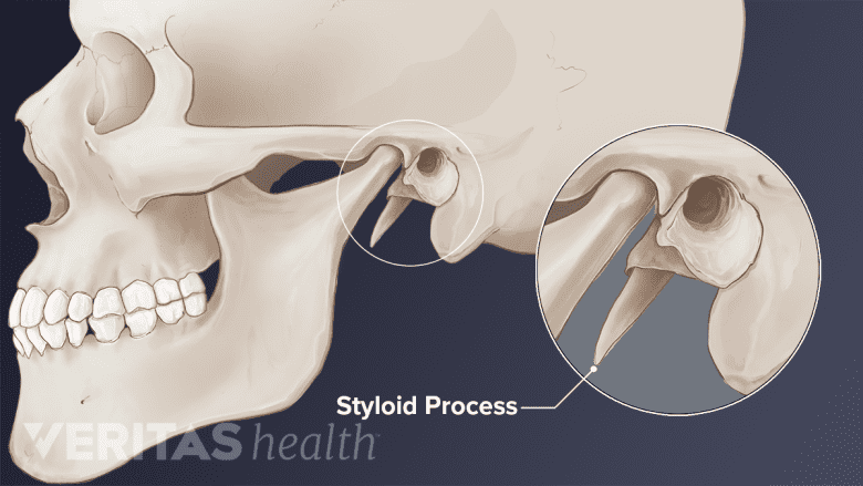 <p>Styloid Process</p>
