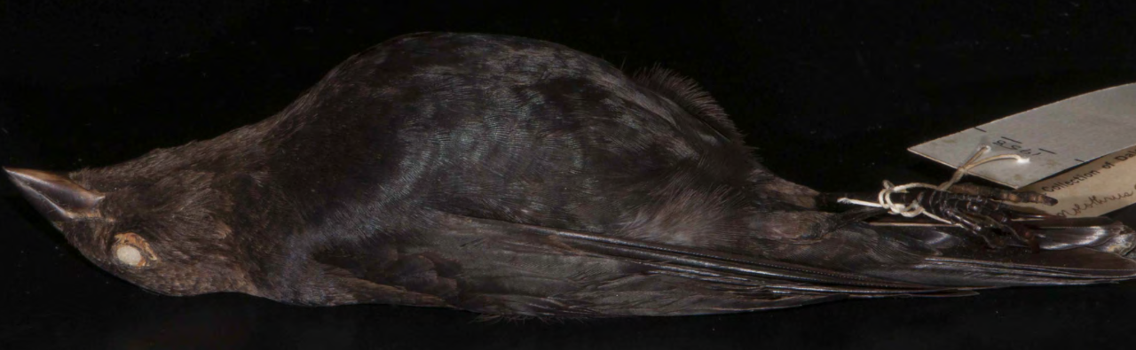 <p>Brown-headed Cowbird </p>