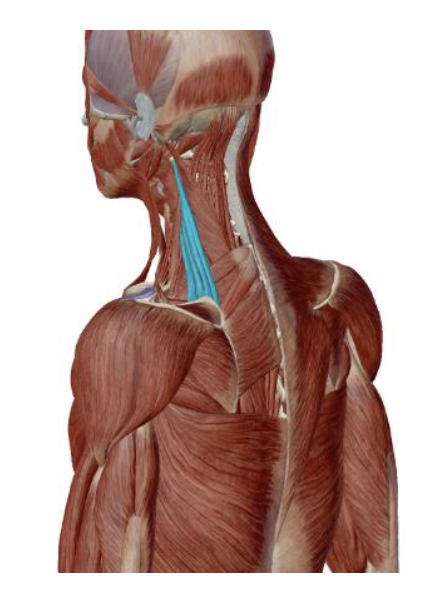 <p>Levator Scapulae Insertion </p>