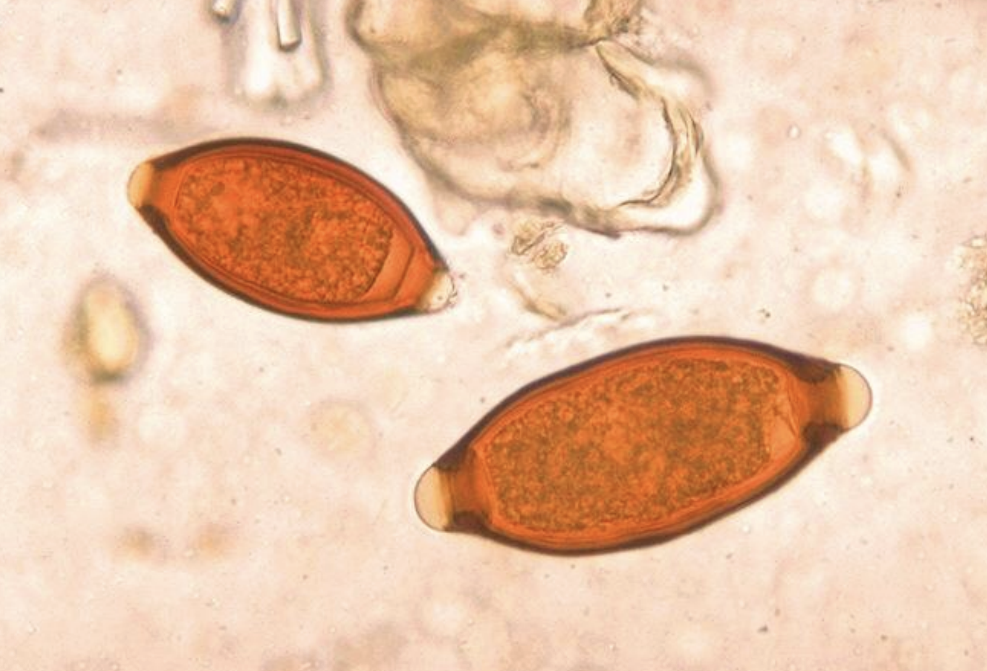 <p>name the species? </p>