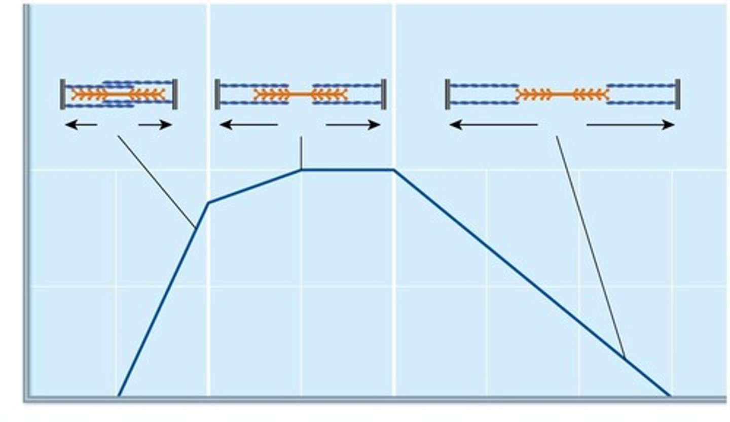 <p>80% to 120% of resting length.</p>
