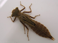 <p>Nymph has bulbous abdomen with 2 tail stubs, spindly legs, bulbous eyes; major predator - nymph predates upon zooplankton and young fish, adult predates upon midges and mosquitoes</p>
