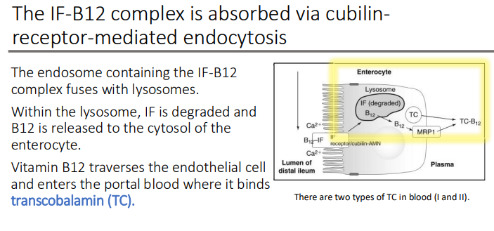 <p>endothelial; transcobalamin (TC)</p>