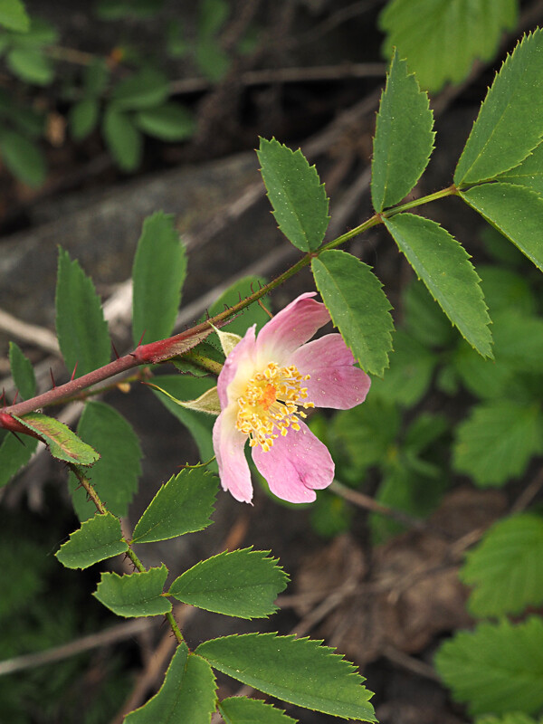 <p>Swamp rose</p>
