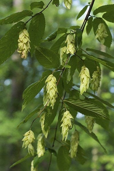 <p>Ostrya virginiana </p>