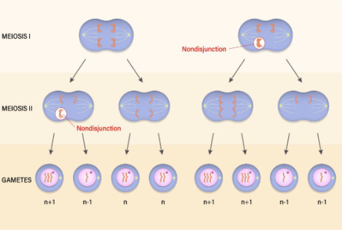 <ul><li><p><span style="line-height: 1.15;"><strong>Nullisomy:</strong> (2n - 2)</span></p></li></ul><ul><li><p><span style="line-height: 1.15;"><strong>Monosomy:</strong> (2n - 1)</span></p></li><li><p><span style="line-height: 1.15;"><strong>Trisomy:</strong> (2n + 1)</span></p></li><li><p><span style="line-height: 1.15;"><strong>Tetrasomy:</strong> (2n + 2)</span></p></li></ul><p></p>