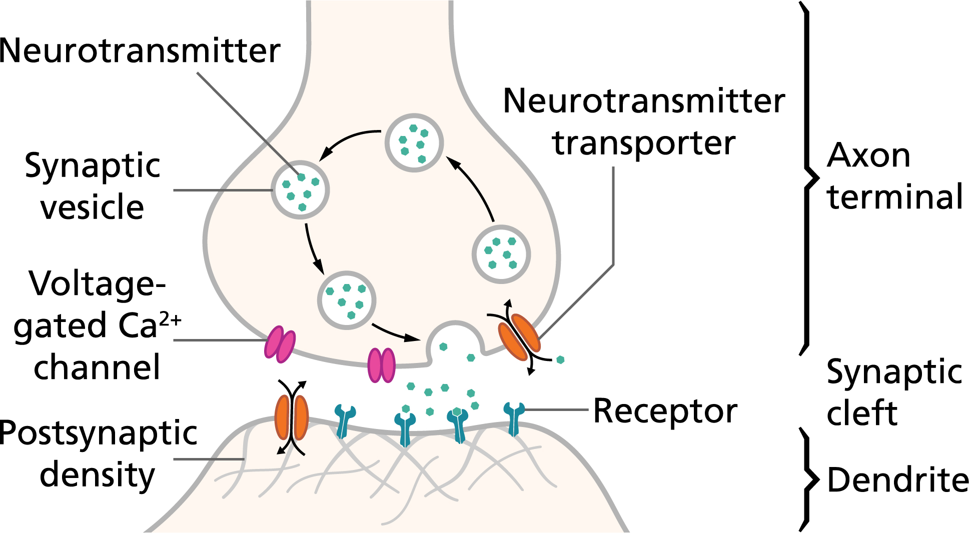<ul><li><p>action potential reaches axon terminal</p></li><li><p>Ca2+ channels open and get inside the cell</p></li><li><p>causes it to release neurotransmitters in vesicles</p></li><li><p>goes to synapse then receptors’</p></li><li><p>recycled or broken down</p></li></ul><p></p>