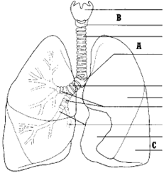 <p>Identify the following structures on the lung diagram for A, B, and C</p>