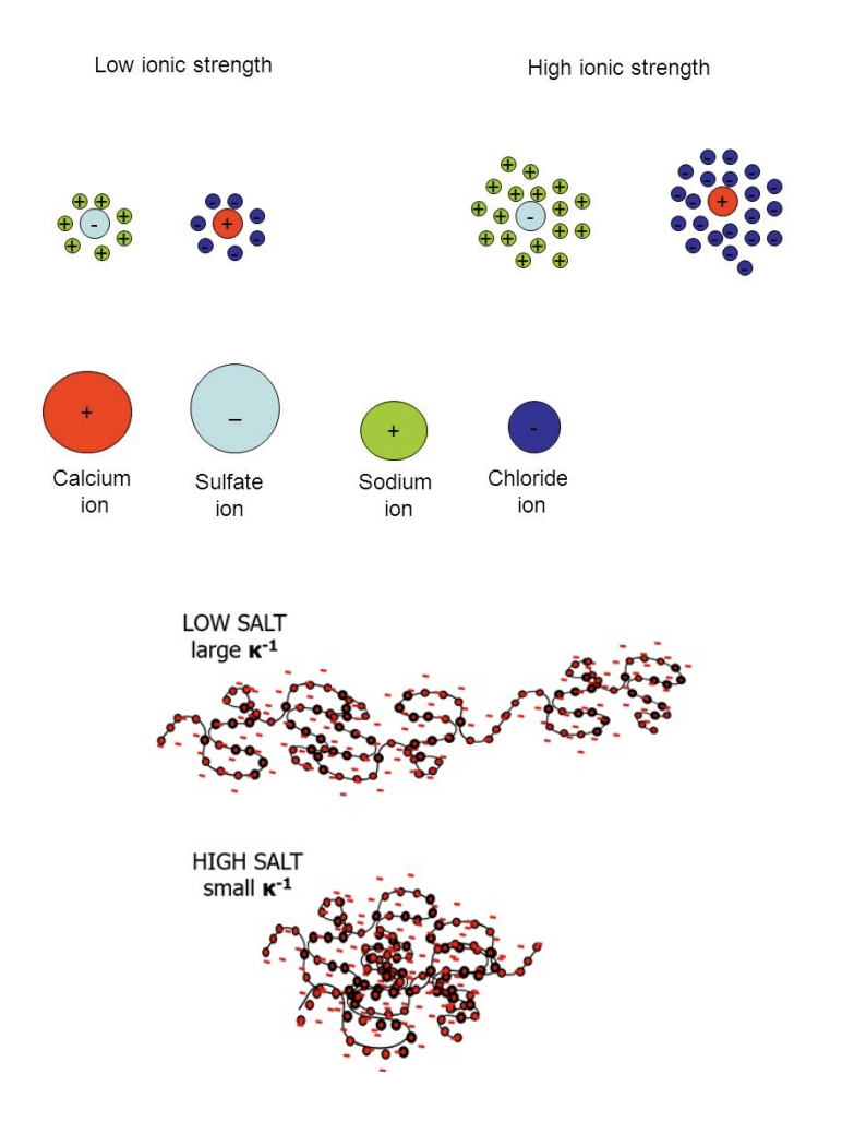 <p>Low ionic strength: the electric double layer (Debye length, κ⁻¹) extends FAR from charged surfaces, so electrostatic attractions and repulsions BETWEEN proteins and surfaces act over LONGER distances!</p><p>Chat: The relationship between your negatively charged surface and amino acids is controlled by a phenomenon called Debye Screening. If you have a negatively charged surface, it will most strongly attract <strong>Polar Charged</strong> amino acids that carry a <strong>positive charge</strong>, such as Lysine or Arginine. However, the "strength" of this attraction isn't just about the charge; it depends heavily on the <strong>Ionic Strength</strong> of the <strong>surrounding </strong>fluid (like blood or saline). So for Low Ionic Strength: The <strong>Electric Double Layer </strong>extends <strong>far </strong>from the surface. <strong>There aren't many dissolved ions in the water to get in the way, so your negative surface can "reach out" and PULL in positive proteins from a long distance!</strong></p><p><strong>High ionic strength (The “Screening Effect”)</strong>: dissolved ions screen surface and protein charges, compressing the double layer. This weakens electrostatic interactions but can <em>unmask</em> hydrophobic forces, changing which proteins adsorb and how tightly; in high-salt environments like physiological saline, the water is crowded with Na+ and Cl- ions. Those dissolved ions SWARM the surface and protein, “screening” or masking their charges! This screening effect is why electrostatics alone rarely dictate how a medical implant works <em>in vivo</em>: Because the salt in your blood compresses the double layer, the strong electrostatic "magnets" are weakened. This <strong>UNMASKS shorter-range forces</strong>, meaning <strong>Hydrophobic</strong> and <strong>Van der Waals</strong> forces <strong>often end up dominating how proteins actually stick to your device!!</strong></p><p>Low Salt (solution)/ionic strength: large Debye length.</p><p>High Salt/ionic strength: small Debye length.</p><p>Clinical relevance: <strong>physiological saline (~150 mM NaCl) (a solution of sodium chloride in water that is specifically designed to match the concentration of salts found in the human body!) </strong>partially screens charges — meaning hydrophobic and van der Waals forces often dominate protein adsorption <em>in vivo</em>, not electrostatics alone!</p><p>Clarification: Debye length = the “radius of influence” for a charged surface. It describes how far into the surrounding liquid the surface's electric field can actually "reach" before it gets smothered by other ions.</p><p>More Clarification: Electrical Double Layer: This forms when a charged surface is in contact with a liquid (like water). What happens: a surface (like a protein, membrane, or electrode) has charged groups. Oppositely charged ions in the surrounding solution gather near that surface. This creates two layers of charge: inner layer (ions are tightly bound to the surface &amp; opposite charge to the surface) and outer layer (loosely associated ions and more spread out into the solution). </p>