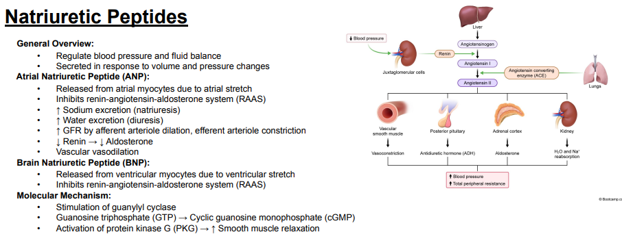 <p>Answer: Increased water excretion.</p><p>Extra Information:</p><ul><li><p>Atrial natriuretic peptide promotes diuresis.</p></li></ul><p></p>