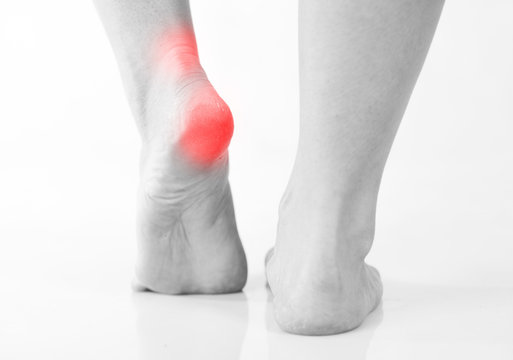 <p>The back part of the foot below the ankle.</p>