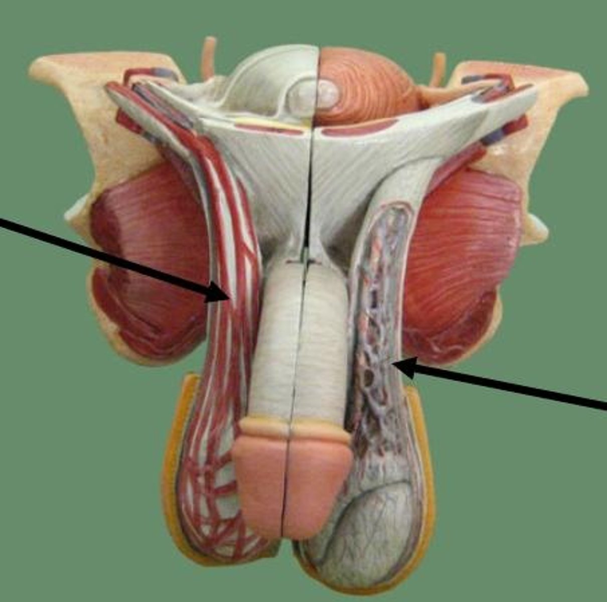 <p>Nerves and blood supply to the scrotum is by way of the __________________.</p>