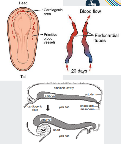 <p>Within mesoderm, a h<span style="color: purple;">orseshoe-shaped</span> area develops (the <strong>cardiogenic </strong>area or plate)</p><p></p><p>The cardiogenic plate m<span style="color: purple;">oves ventral to the pharynx as the head process grows upward</span></p><p></p><p><span style="color: purple;">Formed from cardiac myoblasts and blood isla</span>nds (forerunners of blood cells and vessels)</p><p></p><p>Within <span style="color: purple;">each side </span>of the cardiogenic area, an <strong>e</strong><span style="color: purple;"><strong>ndocardial tub</strong></span><strong>e </strong>forms (lined by <span style="color: purple;">endothelial </span>cells)</p>