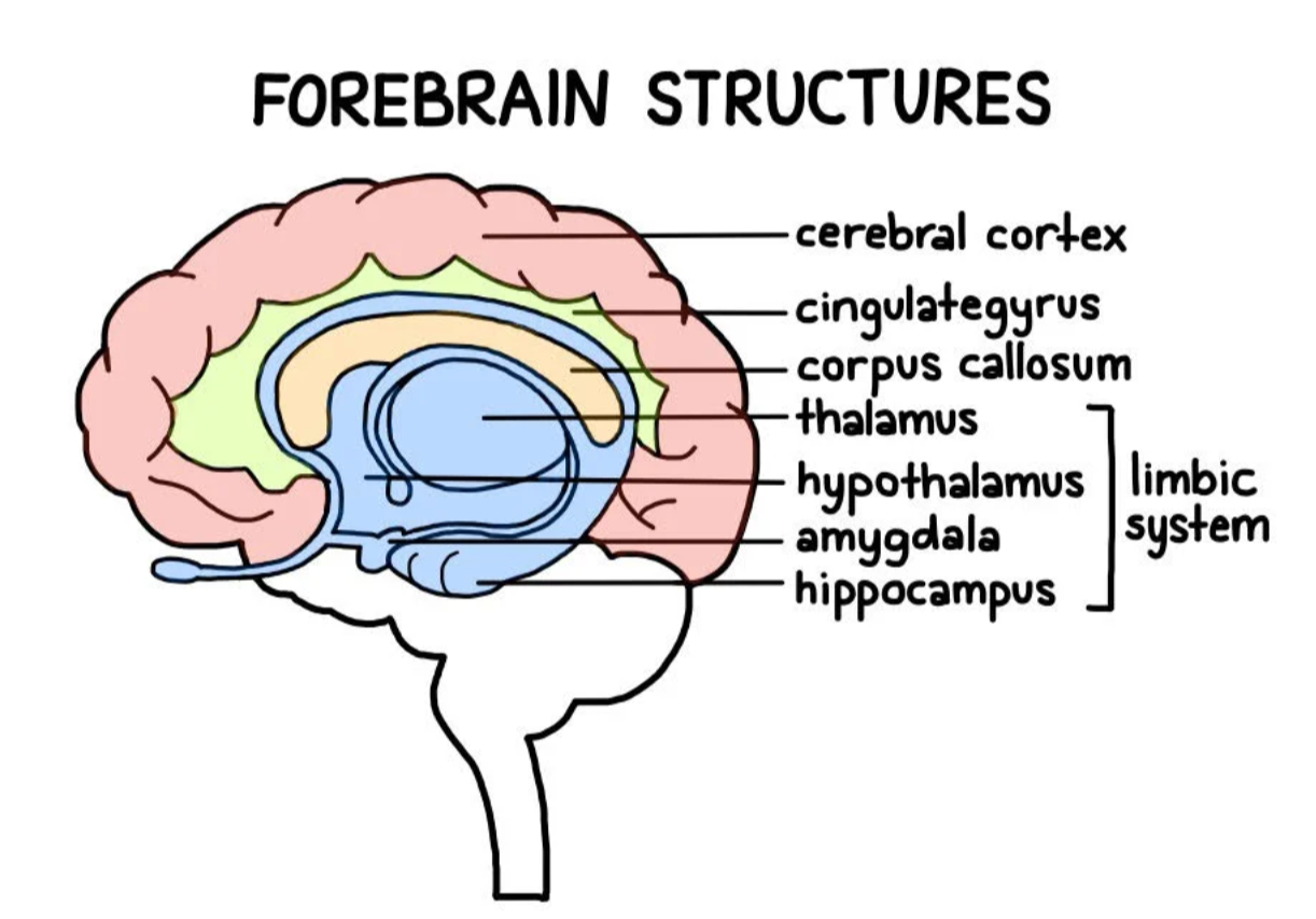 <ul><li><p>cerebrum </p></li><li><p>diecephalon </p></li></ul><p></p>