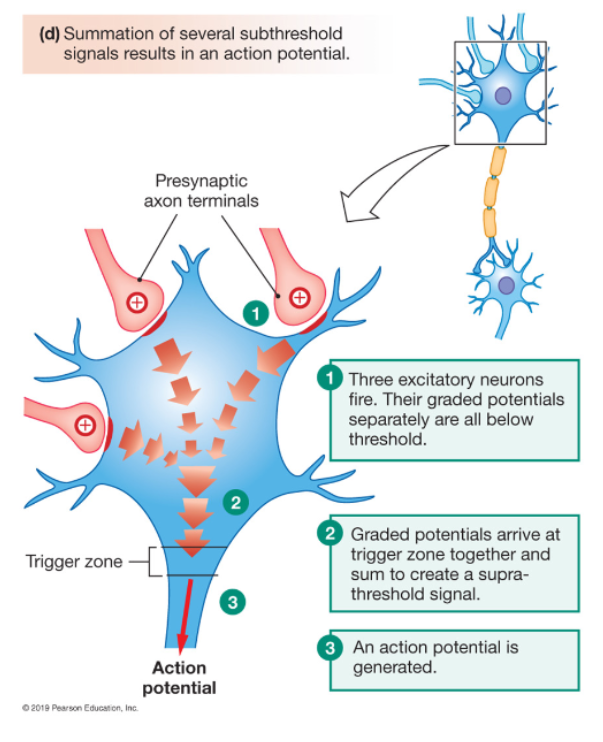 <p>What is spatial summation?</p>
