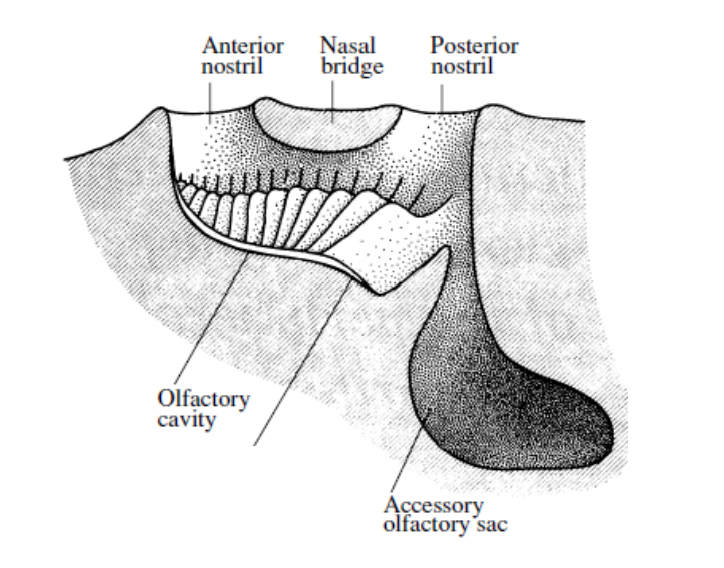 <ul><li><p>water enters nasal cavity through the anterior nares</p><ul><li><p>leaves out the posterior nares</p></li></ul></li><li><p>forward motion, hydraulic pumping, or beating cilia bring water into <strong>nasal cavity</strong></p></li><li><p><strong>Olfactory Epithelium (OE)</strong> is arranged into a series of folded, petal-like lamallae called a <strong>nasal rosette</strong></p></li></ul><p></p>