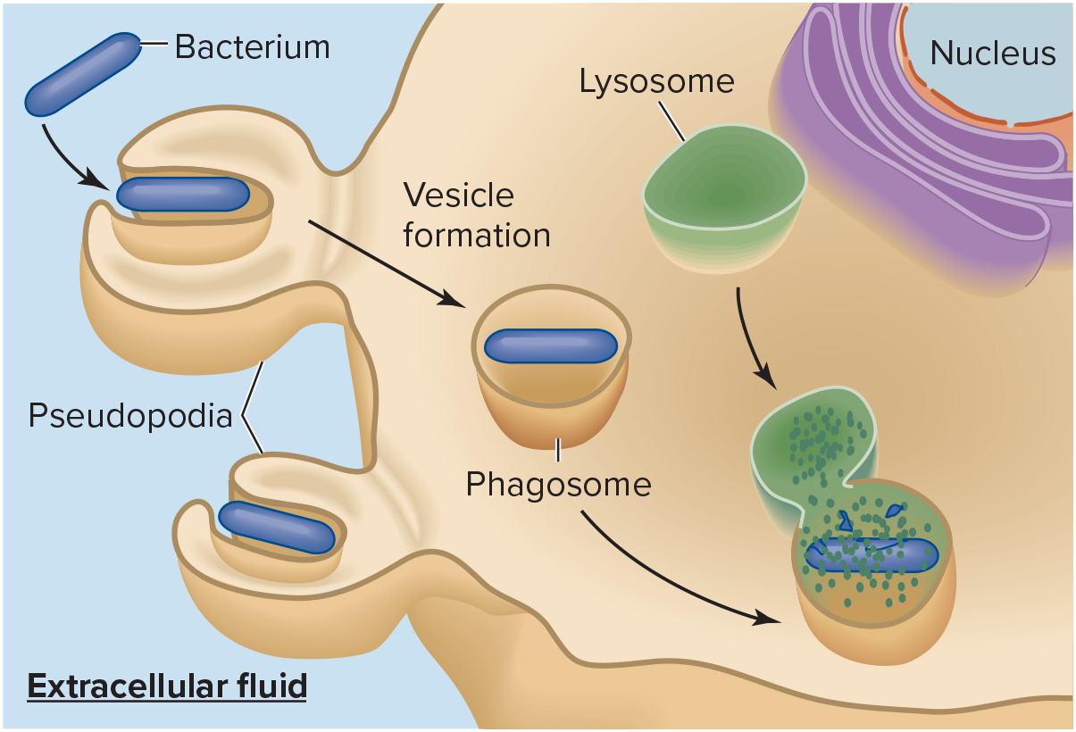 <p>cell eating; engulfment of particles by a cell</p>