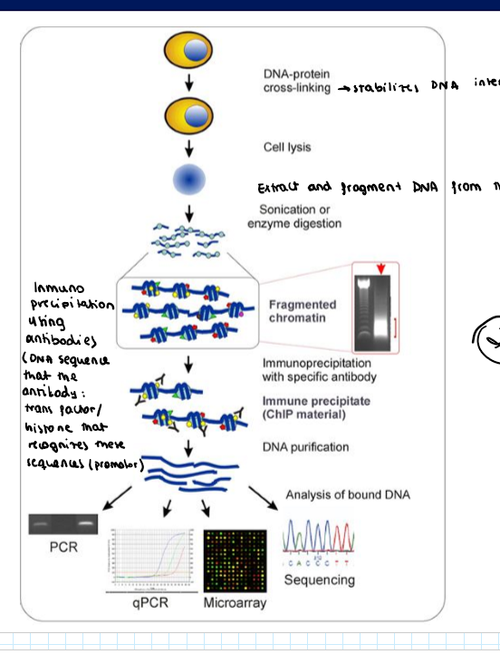 <p>Chromatin Immunoprecipitation: ChIP-seq or ChIP-chip → where are transcription factors or histones bound in the genome?</p><ol><li><p>DNA-protein cross linking: stabilizes DNA interacction</p></li><li><p>Cell lysis: free DNA and proteins</p></li><li><p>DNA fragmentation by sonication or enzyme digestion</p></li><li><p>Inmunoprecipitation:</p><ol><li><p>add an specific antybodu against a transcription factor or a histone modification</p></li></ol></li><li><p>DNA purification: you eliminate the protein and only save the DNA that was bound to the antibodies</p></li><li><p>You sequence these segments </p></li></ol><p></p>
