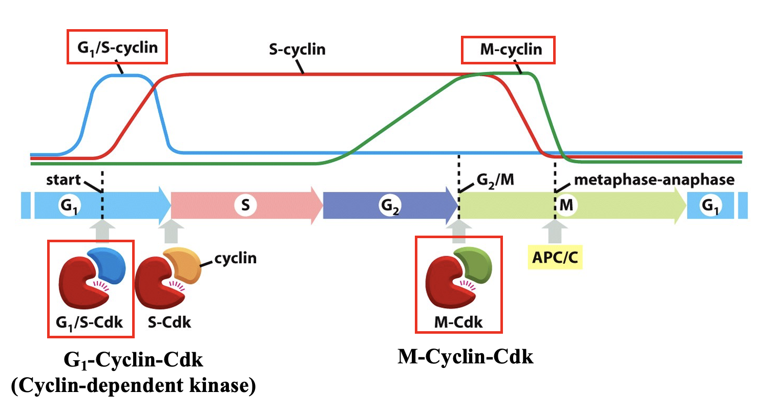 <p>Cdk: cyclin dependent kinase → <span style="color: red;">only active when cyclin is bound</span></p><ul><li><p>G<sub>1</sub> Cyclin</p><ul><li><p>peak concentration at G<sub>1</sub> checkpoint</p></li><li><p>allosterically activiating G<sub>1</sub>Cdk → phosphorylated</p></li><li><p>degraded at S phase-Ubiquination in proteosome</p></li></ul></li></ul><p></p><ul><li><p>M Cyclin</p><ul><li><p>mitotic cyclin</p></li><li><p>rises during G<sub>2</sub> and peaks at G<sub>2</sub>/M checkpoint</p></li><li><p>M-Cdk complex</p></li><li><p>important for M phase/Meta-Anaphase Checkpoint</p></li></ul></li></ul><p></p>