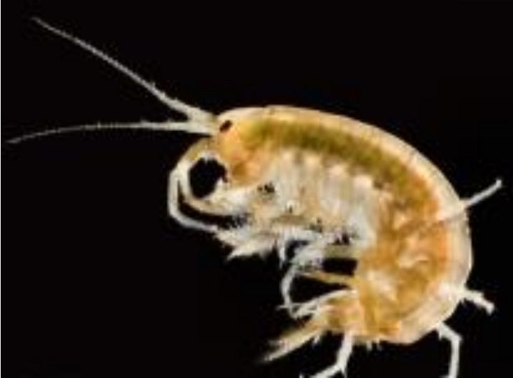 <p>Gammarus</p>