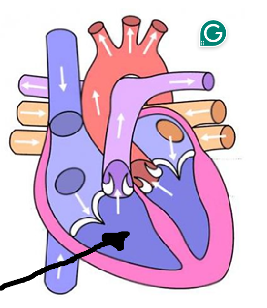 <p>3rd location + blood type + what it goes through</p>