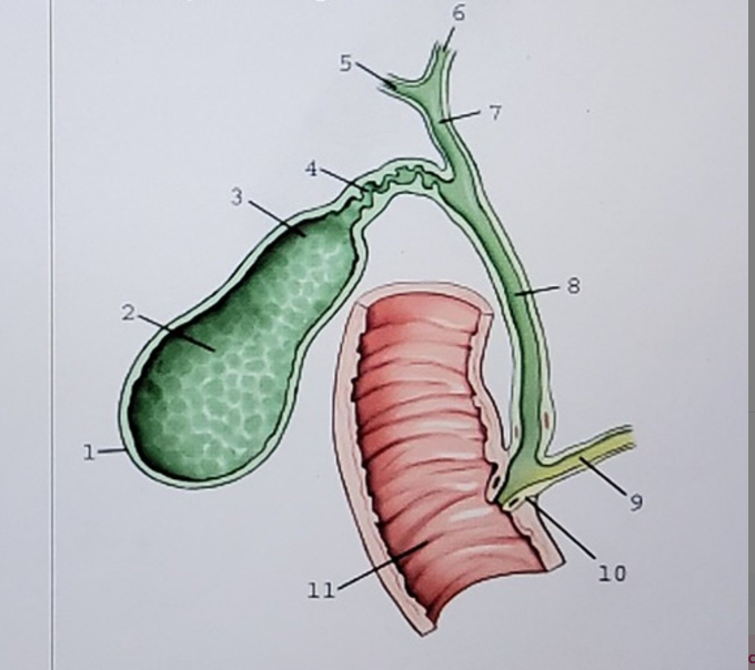 <p>Label this picture </p>