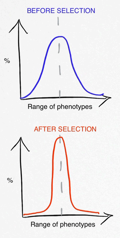 <p>This distribution graph shows…</p>