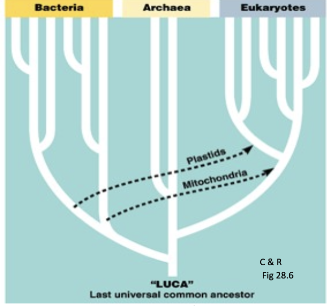 <ul><li><p>assumes vertical gene transfer</p></li><li><p>predicts last universal common ancestor (LUCA)</p></li><li><p>probably close to the true phylogeny of the major lineages of post-LUCA organisms</p></li><li><p>BUT some genes do undergo lateral transfer ex. organelle DNA</p></li></ul><p></p>