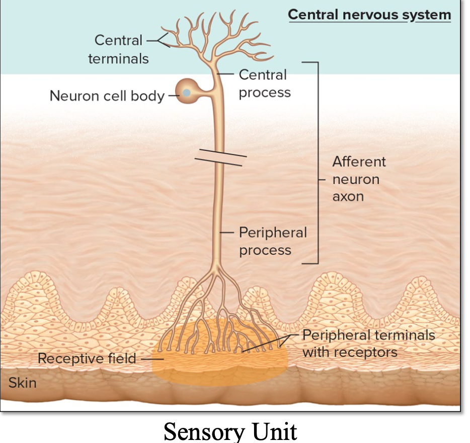 <p>single afferent neuron with all its receptor endings </p>