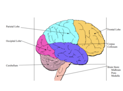 <p>Frontal: judgment/reasoning/attention</p><p>Parietal: sensation</p><p>Temporal: hearing/memory</p><p>Occipital: vision</p>