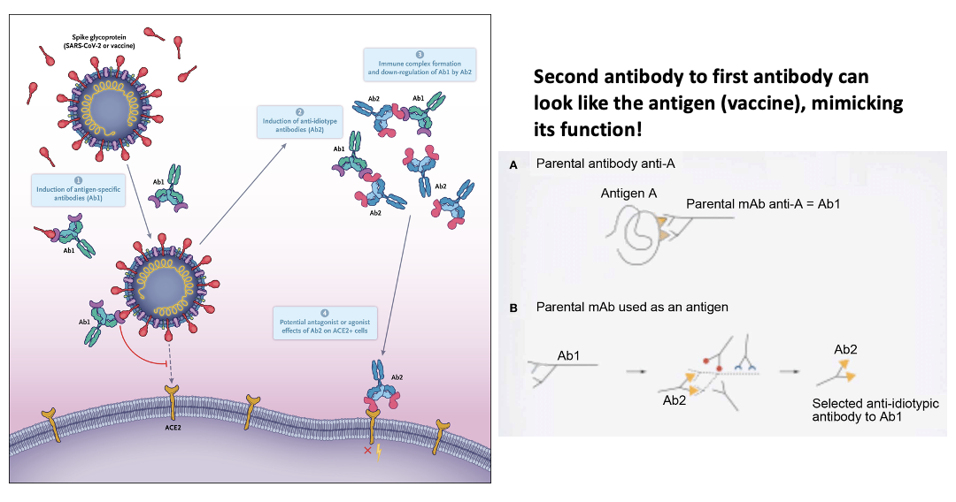 <p><span><strong>Anti-idiotype Antibodies and SARS-CoV-2</strong></span></p><ul><li><p><span>The idiotype portions of Ab1 that bind and neutralize the spike protein have distinctive sequences in complementarity-determining region 3 (CDR3), and those antibody-binding regions can themselves elicit antibody responses called anti-idiotype (Ab2) antibodies as a means of down-regulation.</span></p></li><li><p><span><strong>Second antibody to first antibody can look like the antigen (vaccine), mimicking its function!</strong></span></p></li></ul><p></p>