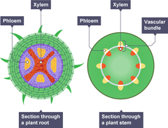 <p>and then the cambium sits in between the xylem and phloem</p>